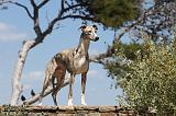 WHIPPET 043